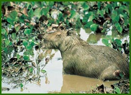 Capibara in the Amazon region